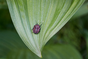 red-black striped bedbug on a green leaf in the forest