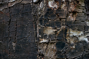 The natural texture of the tree bark is burnt black with white inclusions