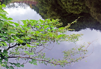 연못에 나무가지