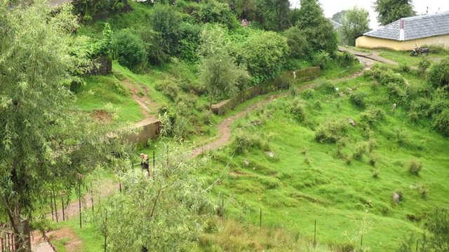 Old man walking on a dirt road surrounded by trees and houses in a hill station McLeodganj dharamshala himachal pradesh india