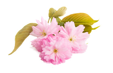 Fototapeta na wymiar sakura flower isolated