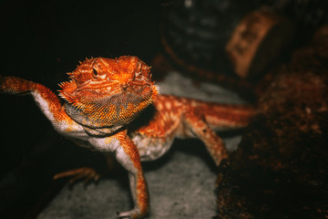 Lizard