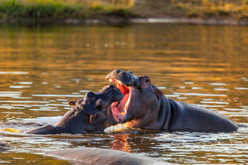 Two young male hippopotamus Hippopotamus amphibius, rehearse fray and fighting with open mouth and showing tusk. Pilanesberg National Park, South Africa safari, wildlife photography