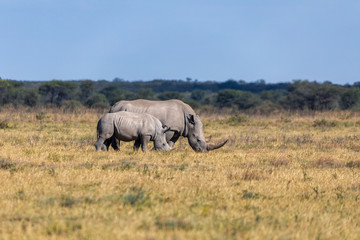 mother with baby of white rhinoceros Khama Rhino Sanctuary reservation, endangered species of rhino, Botswana wildlife, Wild animal in the nature habitat. Africa safari