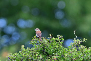 Red-backed shrike sitting on top of branch on a bush