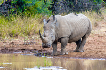 endangered species of white rhinoceros on small water in Pilanesberg National Park & Game Reserve, South Africa safari wildlife