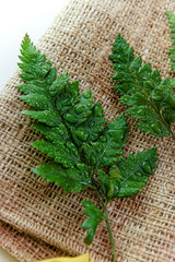 green leaves with drops of water on it are placed above the gunny sack