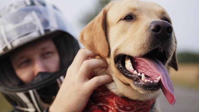 A close-up portrait of a Labrador, a biker guy in a motorcycle helmet caresses his dog while sitting on a motorcycle
