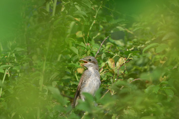 Fototapeta premium Portrait of a female Red-backed shrike sitting in a dense shrub on its nest