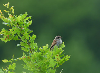 Red-backed shrike sitting on top of branch on a bush