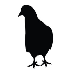 a pigeon body silhouette vector
