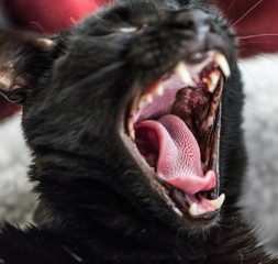 Yawning black cat (close-up shot)