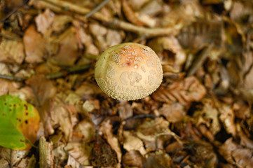 mushroom in forest