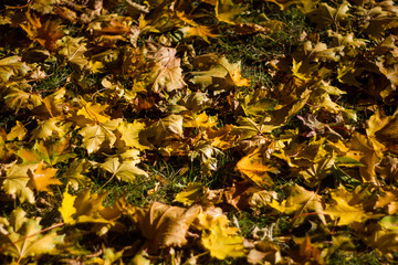 Lots of yellow autumn maple leaves on the ground close up on a Sunny day. leaf fall. Dry leaves...