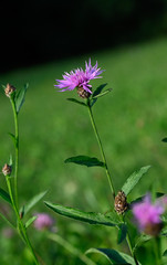 flower on green background of grass