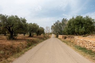 Road of the august road through San Mateo