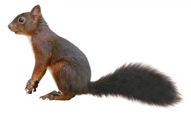 Abwaschbare Fototapete Eichhörnchen Eichhörnchen (Sciurus vulgaris), isoliert auf weißem Hintergrund