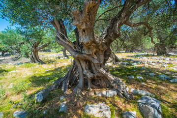 Olive Trees Garden, Mediterranean old olive field. Croatia olive grove, Lun, island Pag. - Image