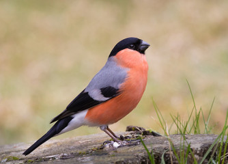 Eurasian bullfinch, common bullfinch, or bullfinch (Pyrrhula pyrrhula)