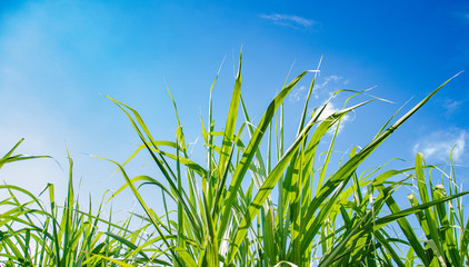 grass and sky