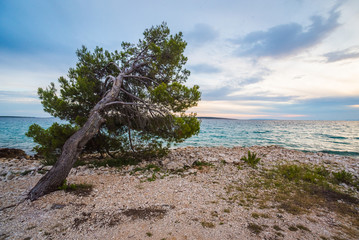 Naklejka premium pine on beach