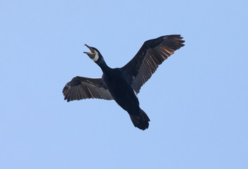 cormorants