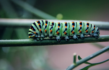 Chenille colorée sur tige
