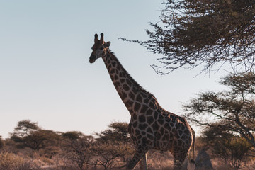 giraffe in africa
