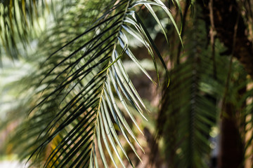 Light And Shadow Line Of Palm Leaf, Green Background.