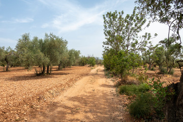 Road of the august road through San Mateo