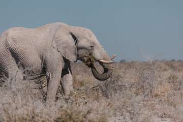 elephant in the wild eating 