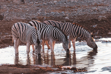 Fototapeta na wymiar herd of zebras drinking at sunset 