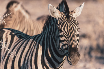 Fototapeta na wymiar Zebra in the wild