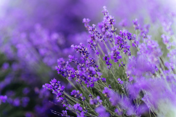 Lavender bushes closeup on sunset. Sunset gleam over purple flowers of lavender.