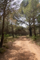 Road of the august road through San Mateo