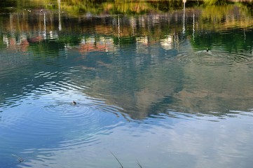 reflection in a clear river