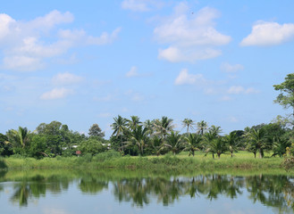 Beautiful coconut trees with blue sky view