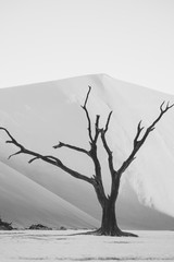 dead tree in the desert (black & white)