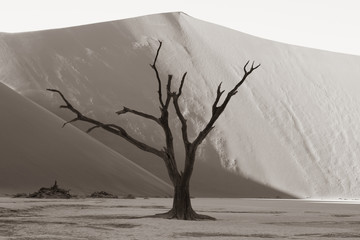 Sepia dead tree in the desert 