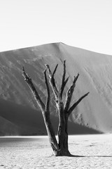 black and white tree sossusvlei 