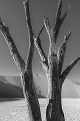sossusvlei, dead tree in the desert 