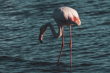 Flamingo in the wild 
