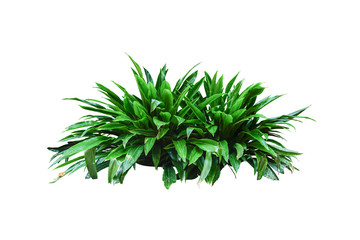  plant isolated include clipping path on white background