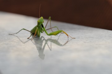 green mantis and its reflection