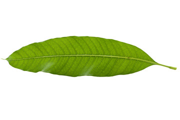 macro close up green tropical leaf mango tree from nature agriculture isolated on white background,organic mango leaves isolated