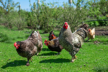 rooster and chickens graze on green grass. Livestock in the village