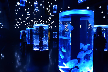 ブルーにライトアップされたガラスの水槽中を泳ぐクラゲ 