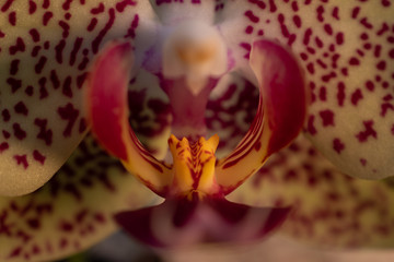 Orchideen Zauber