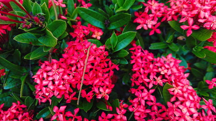Fototapeta premium Spike flower Tropical red bloom floral 