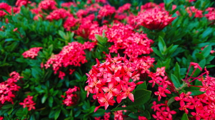 Spike flower Tropical red bloom floral 
